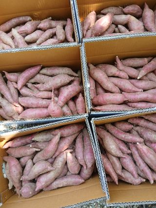 최남옥님의 고추 · 영농일지 작성글 사진