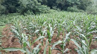 김영택님의 자유주제 · 자유게시판 작성글 사진