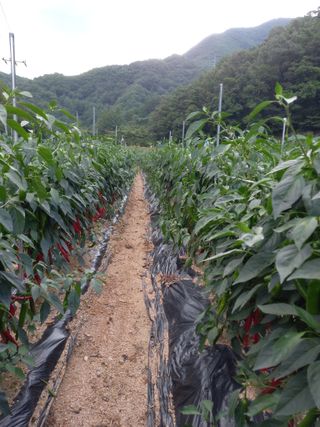 배추19087님의 고추 · 영농일지 작성글 사진