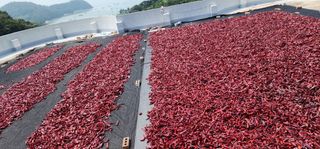 고추농사 정 미라님의 자유주제 · 자유게시판 작성글 사진