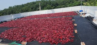 고추농사 정 미라님의 자유주제 · 자유게시판 작성글 사진