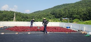 고추농사 정 미라님의 자유주제 · 자유게시판 작성글 사진