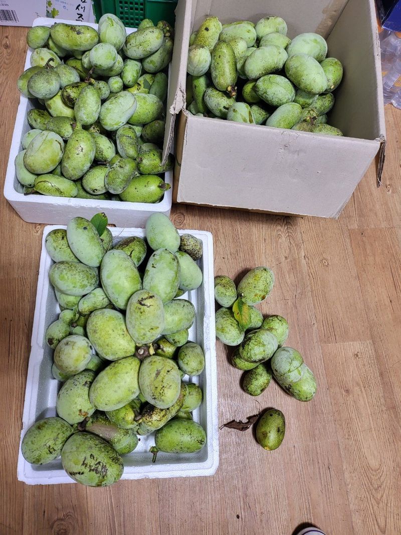 장금이1님의 장터 판매 상품 [포포열매말림용 ] 첨부 사진