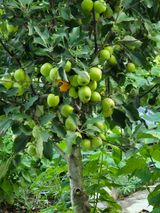 팜모닝 사과·영농일지 게시글 이미지