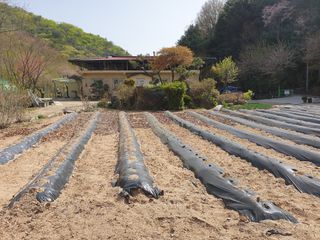 다코님의 배추 · 영농일지 작성글 사진