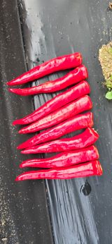 팜모닝 농사, 무엇이든 물어보세요!·참여글 게시글 이미지