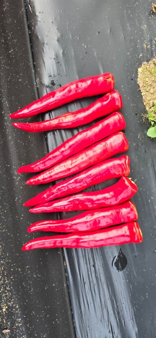 홍천 손춘목 님의 농사, 무엇이든 물어보세요! · 참여글 작성글 사진