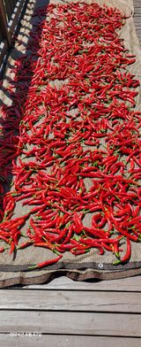 팜모닝 고추·영농일지 게시글 이미지