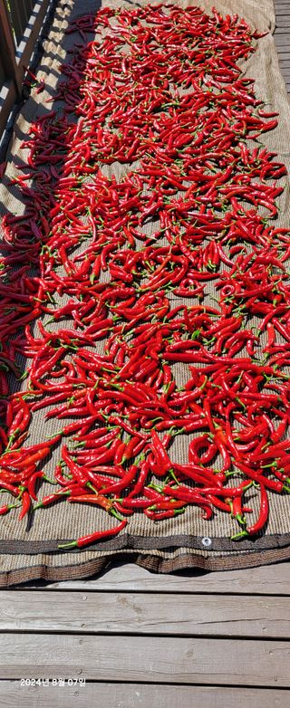 오이4915님의 고추 · 영농일지 작성글 사진