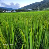 팜모닝 벼·영농일지 게시글 이미지