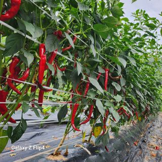 맹태임님의 벼 · 영농일지 작성글 사진