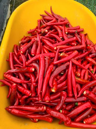 머위농장님의 고추 · 영농일지 작성글 사진