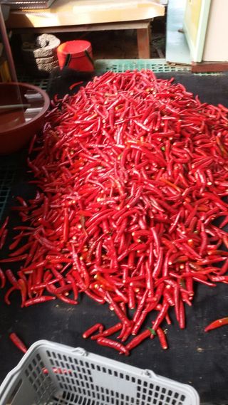 머위농장님의 고추 · 영농일지 작성글 사진