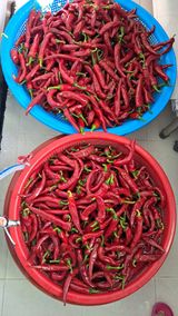 팜모닝 고추·영농일지 게시글 이미지