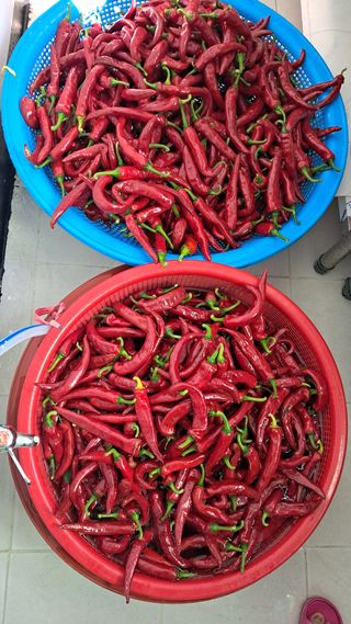 진요복님의 고추 · 영농일지 작성글 사진