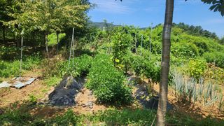 정진우님의 고추 · 영농일지 작성글 사진