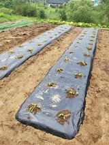 팜모닝 자유주제·자유게시판 게시글 이미지