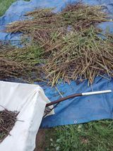 팜모닝 참깨·영농일지 게시글 이미지