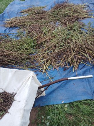 자기왕사랑해님의 참깨 · 영농일지 작성글 사진