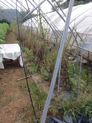 자기왕사랑해님의 참깨 · 영농일지 작성글 사진