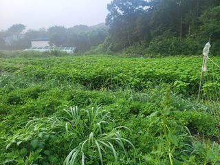 장기준님의 기타작물 · 영농일지 작성글 사진