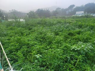 장기준님의 기타작물 · 영농일지 작성글 사진