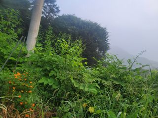 장기준님의 기타작물 · 영농일지 작성글 사진