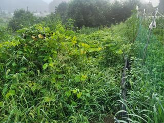 장기준님의 기타작물 · 영농일지 작성글 사진