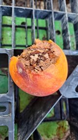 팜모닝 복숭아·병해충상담 게시글 이미지