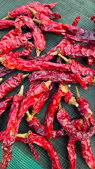 서해.님의 자유주제 · 자유게시판 작성글 사진