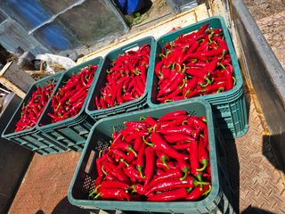 김대기님의 고추 · 영농일지 작성글 사진