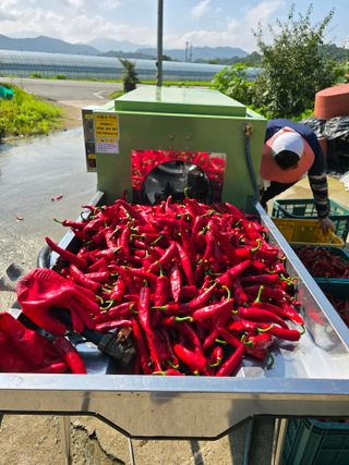 김대기님의 고추 · 영농일지 작성글 사진