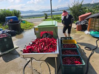 김대기님의 고추 · 영농일지 작성글 사진