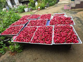 김대기님의 고추 · 영농일지 작성글 사진