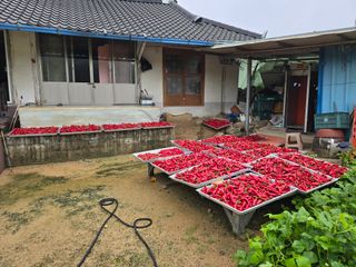 김대기님의 고추 · 영농일지 작성글 사진