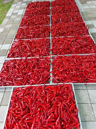 남기탁 님의 고추 · 영농일지 작성글 사진