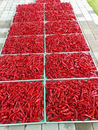 남기탁 님의 고추 · 영농일지 작성글 사진