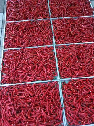 남기탁 님의 고추 · 영농일지 작성글 사진