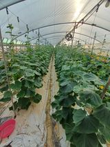 팜모닝 오이·영농일지 게시글 이미지