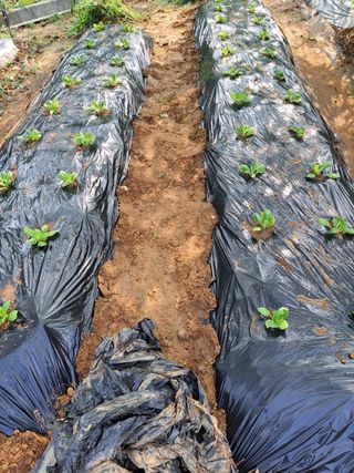 온시디움님의 배추 · 영농일지 작성글 사진