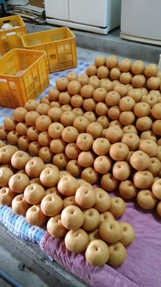 퍼피과수원님의 배 · 영농일지 작성글 사진