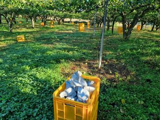 퍼피과수원님의 배 · 영농일지 작성글 사진