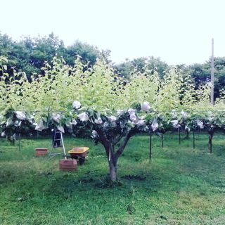 퍼피과수원님의 배 · 영농일지 작성글 사진