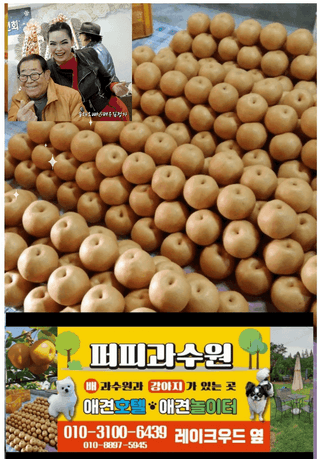퍼피과수원님의 배 · 영농일지 작성글 사진