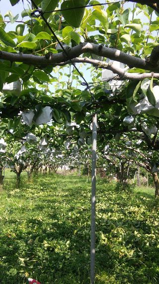 퍼피과수원님의 배 · 영농일지 작성글 사진