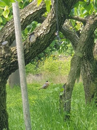 퍼피과수원님의 배 · 영농일지 작성글 사진