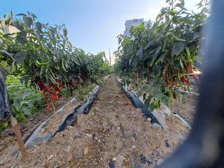 예산 촌딱 농부님의 자유주제 · 자유게시판 작성글 사진