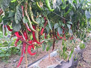 예산 촌딱 농부님의 자유주제 · 자유게시판 작성글 사진