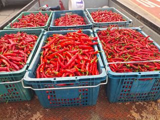 예산 촌딱 농부님의 자유주제 · 자유게시판 작성글 사진