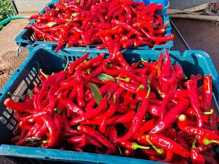 예산 촌딱 농부님의 자유주제 · 자유게시판 작성글 사진